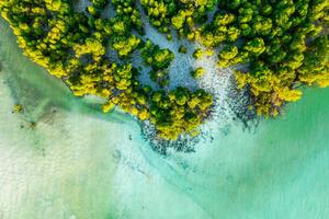 Fotografie Overhead view of a tropical mangrove lagoon, Roberto Moiola / Sysaworld, (40 x 26.7 cm)
