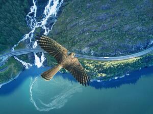 Fotografie de artă Kestrel flying above ocean, rocky land,, Stanislaw Pytel, (40 x 30 cm)