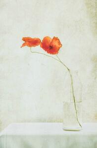 Ilustrație Two Poppies in a Bottle, Delphine Devos, (26.7 x 40 cm)