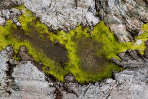 Fotografie Abstract view of moss on rocks, Kevin Trimmer