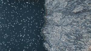 Fotografie Gannets flying off the edge of, Abstract Aerial Art