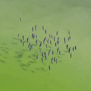 Fotografie de artă Lake Eyre Aerial Image, Ignacio Palacios, (40 x 40 cm)