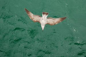 Fotografie de artă Young Gull, Ade_Deployed, (40 x 26.7 cm)