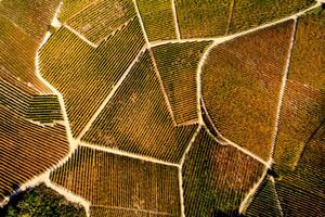 Fotografie de artă Barolo Wine Region in Autum, Piedmont, Italy, Andrea Pistolesi, (40 x 26.7 cm)