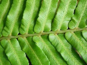 Fotografie Green blechnum fern leaf, Supersmario