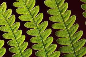 Fotografie Bracken Fern Leaf, weisschr, (40 x 26.7 cm)