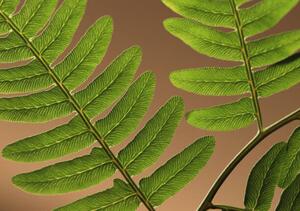 Fotografie Highlighted leaf veins on fern fronds, Zen Rial