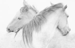 Fotografie de artă Horses, marie-anne stas, (40 x 26.7 cm)