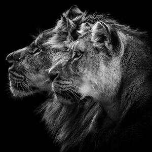 Fotografie de artă Lion and Lioness Portrait, Laurent Lothare Dambreville, (40 x 40 cm)