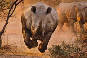 Fotografie Rhino learning to fly, Justus Vermaak, (40 x 26.7 cm)