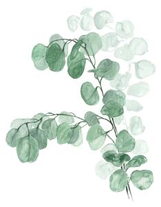 Ilustrație Watercolor silver dollar eucalyptus, Blursbyai, (30 x 40 cm)