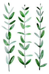 Ilustrație Watercolor eucalyptus parvifolia, Blursbyai, (30 x 40 cm)