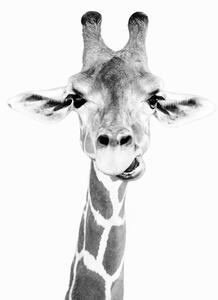 Fotografie Happy giraffe, Sisi & Seb, (30 x 40 cm)