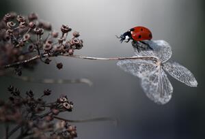 Fotografie de artă Ladybird on hydrangea., Ellen van Deelen, (40 x 26.7 cm)