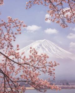 Fotografie de artă Mt. Fuji in the cherry blossoms, Makiko Samejima, (30 x 40 cm)