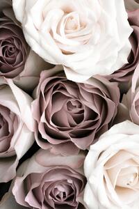 Fotografie Roses, Studio Collection, (26.7 x 40 cm)