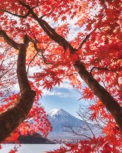 Fotografie de artă Mt.fuji is in the autumn leaves, Makiko Samejima, (30 x 40 cm)