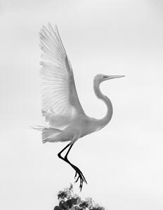Fotografie de artă Taking off, Vicki Lai, (30 x 40 cm)