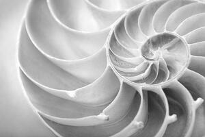 Fotografie nautilus close up, skodonnell, (40 x 26.7 cm)