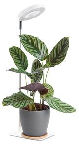 VERDI Lampă LED de creștere reglabilă pentru plante, 5W/5V, 1300K, albă