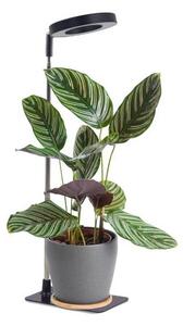 Lampă de birou LED reglabilă pentru cultivarea plantelor VERDI LED/5W/5V 1300K neagră