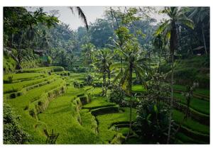 Tablou cu terasele cu orez Tegalalang, Bali (90x60 cm)