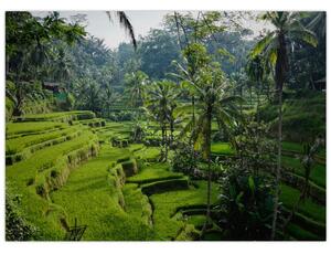 Tablou cu terasele cu orez Tegalalang, Bali (70x50 cm)