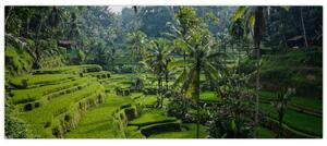 Tablou cu terasele cu orez Tegalalang, Bali (120x50 cm)