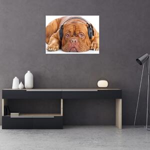 Tablou câinele cu căști (70x50 cm)
