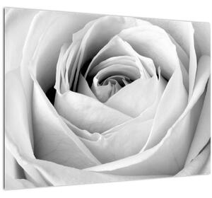 Tablou pe sticlă - Detailu de floare de trandafir (70x50 cm)