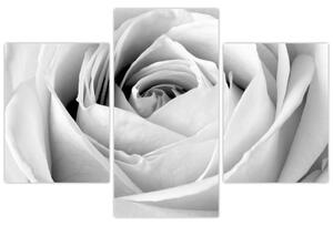 Tablou - Detailu de floare de trandafir (90x60 cm)