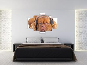 Tablou câinele cu căști (150x105 cm)
