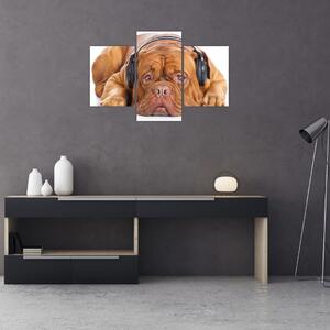 Tablou câinele cu căști (90x60 cm)