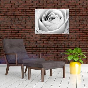 Tablou - Detailu de floare de trandafir (70x50 cm)