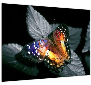 Tablou pe sticlă cu fluture (70x50 cm)