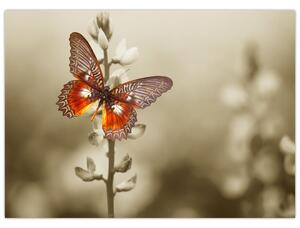 Tablou cu fluture (70x50 cm)