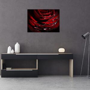 Tablou - Trandafir (70x50 cm)