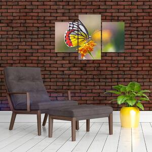 Tablou - Fluture pe floare (90x60 cm)