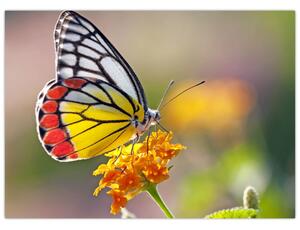 Tablou - Fluture pe floare (70x50 cm)