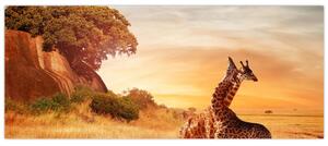 Tablou Girafe în Africa (120x50 cm)