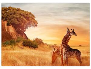 Tablou Girafe în Africa (70x50 cm)
