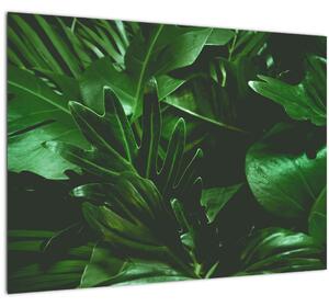 Tablou pe sticlă - Frunze de palmier (70x50 cm)