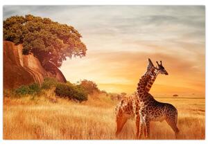 Tablou Girafe în Africa (90x60 cm)