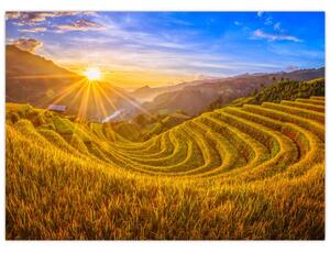 Tablou - Terasele de orez din Vietnam (70x50 cm)