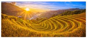 Tablou - Terasele de orez din Vietnam (120x50 cm)