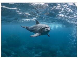 Tablou - Delfin sub apă (70x50 cm)