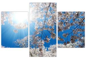 Tablou - Flori de cireș (90x60 cm)