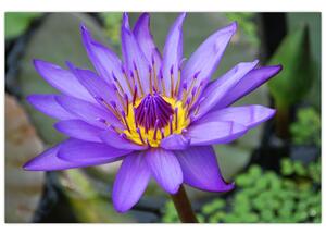 Tablou - Floare violet (90x60 cm)