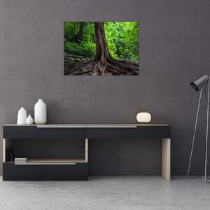 Tablou - Copac bătrîn cu rădăcini (70x50 cm)