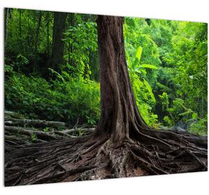Tablou pe sticlă - Copac bătrîn cu rădăcini (70x50 cm)
